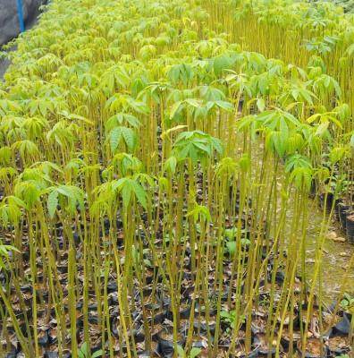 木棉树苗木棉花木棉花苗英雄树3棵30-50厘米当年苗9.9元包邮包活