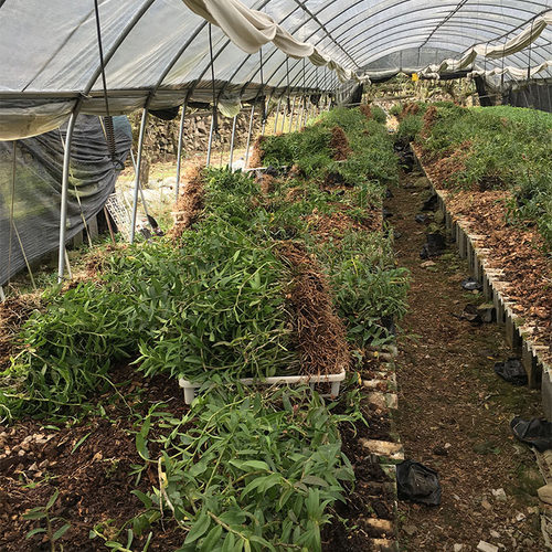 雁荡山红杆铁皮石斛苗三年大苗驯化带根发货盆栽种植可食用包成活 - 图2