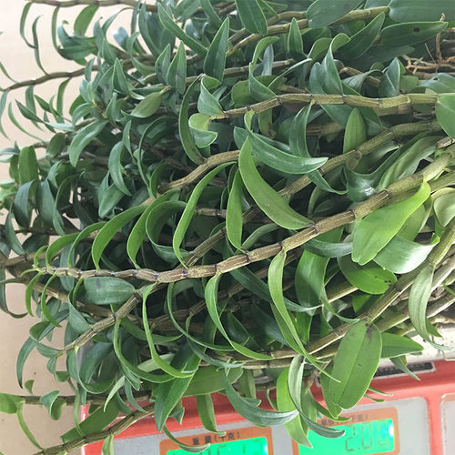 雁荡山红杆铁皮石斛苗三年大苗驯化带根发货盆栽种植可食用包成活 - 图3