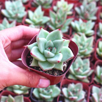 乌木黑檀汁 纯种稀有多肉植物冬云室内桌面盆栽肉肉云南多肉 虎窝淘