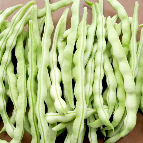 无筋九粒白种子菜芸豆籽搭架豆角四季豆蔬菜孑春秋季农家美银一号 - 图2
