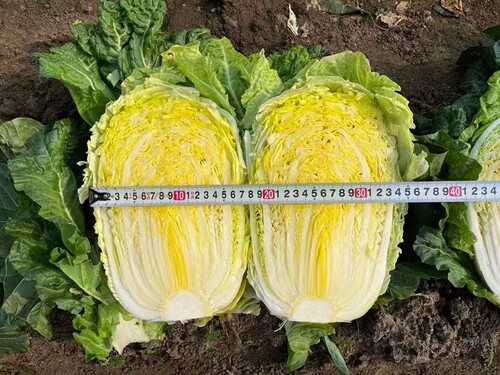 夏秋季播种大白菜种子籽耐热外叶绿黄心叠抱早熟抗病高产基地夏虎 - 图2