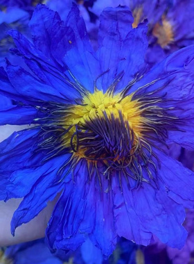 蓝莲花九品香水莲花精选天然蓝莲