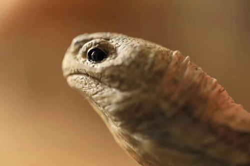 安哥洛卡陆龟模型博物志工作室出品爬宠模型 原创手工制作手办 - 图2