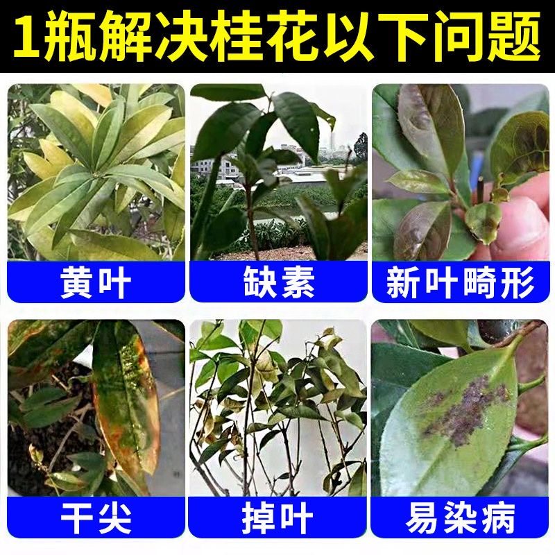 桂花树枯叶干尖叶子发黄叶斑病焦叶专用营养棒肥料叶面肥杀菌药剂,淘宝优惠券,粉丝福利购,淘宝优惠卷