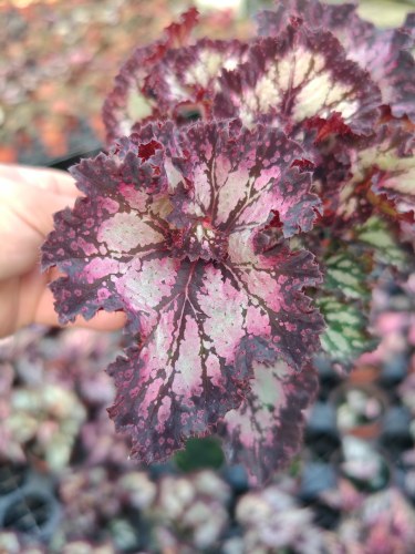 幻彩流光光影变幻多色蟆叶海棠观叶珍品 四季开花动态美感秋海棠 - 图3