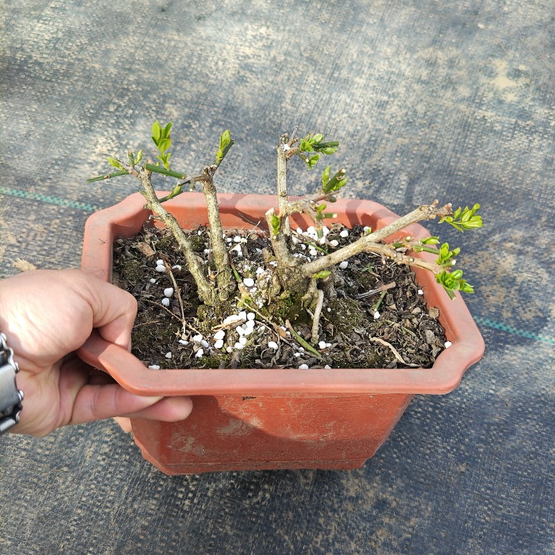 包邮迎春盆景盆栽老桩庭院绿化报春花观赏花卉耐寒迎春花新绿直销,淘宝优惠券,粉丝福利购,淘宝优惠卷