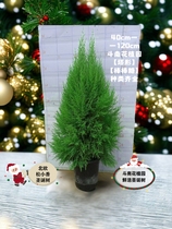 Small fragrant pine Christmas tree Nordic gold canopy Bergreen potted indoor outdoor delicate gift (one-for-one-take special)