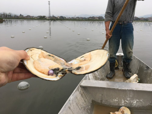 淡水珍珠蚌紫色爱迪生单珠自己开鲜活包邮开蚌取珍珠一蚌一珠-图1