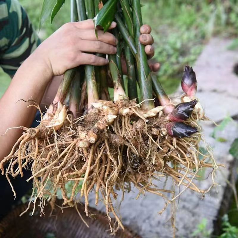 新鲜现挖洋河根洋货种子阳荷苗野生洋霍笋四季可种盆景野菜农产品