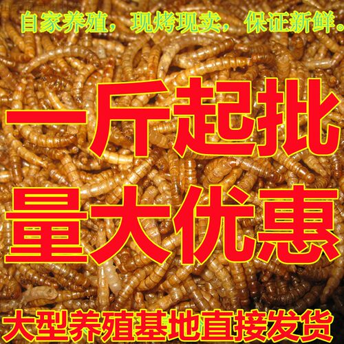 山东面包虫黄粉虫烘干面包虫干仓鼠龙鱼鸟类饲料一斤包邮 - 图1