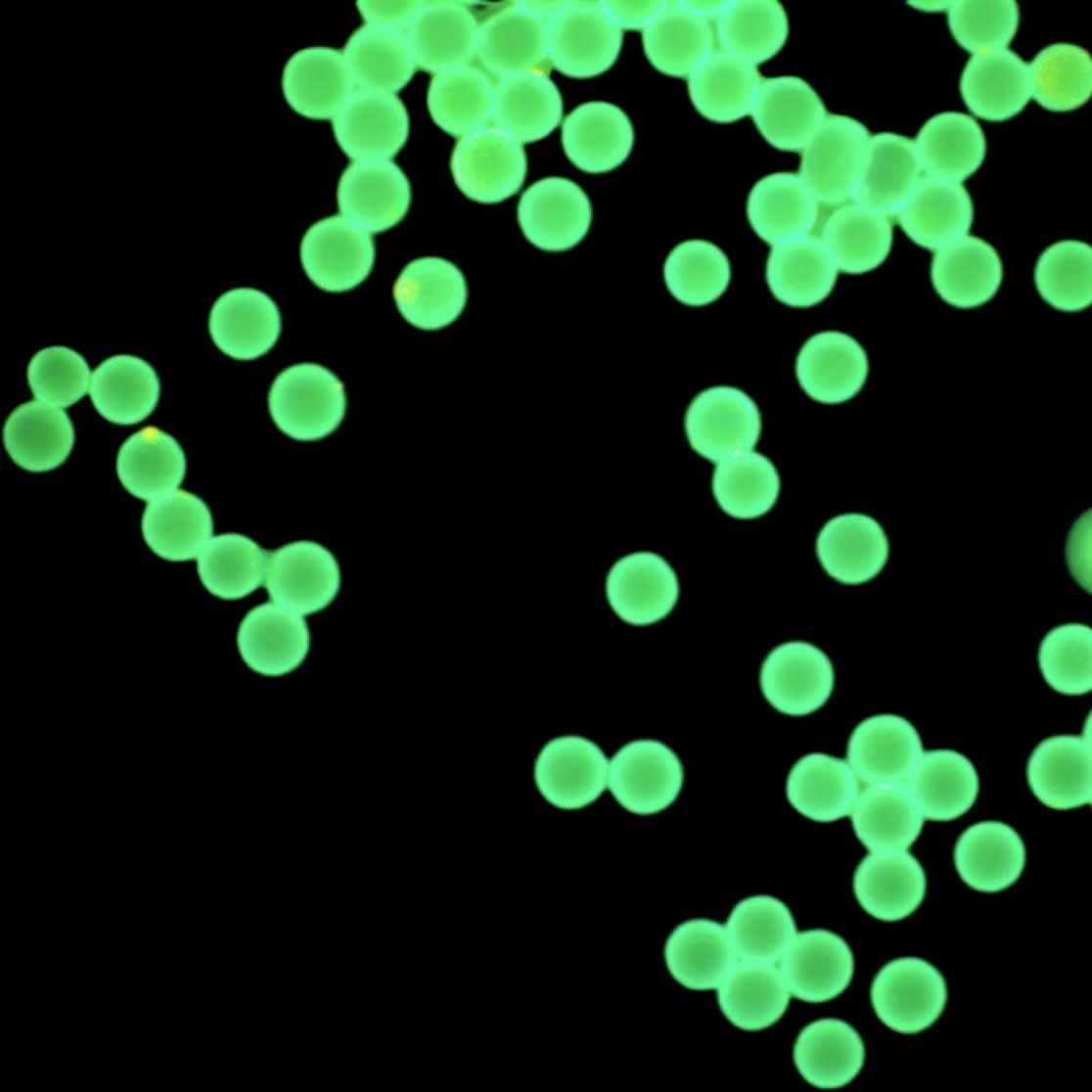 定制荧光微球分散液 PVA微球 PLA微球 PVC微球 - 图1