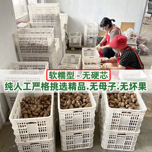 当季现挖新鲜芋头山东牛奶小芋头子毛芋头仔农家竽头芋艿芋仔蔬菜 - 图0