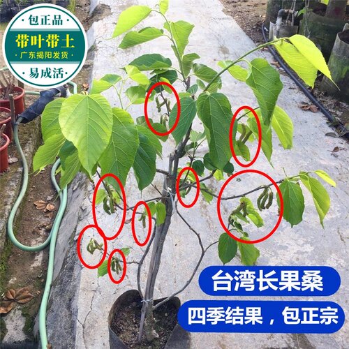 正宗四季台湾长果桑苗带果嫁接桑葚树苗无籽黑桑果树桑葚当年结果 - 图2