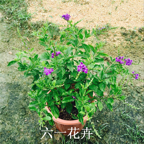 蕾丝金露花盆栽 巧克力花苗 甘露花多年生植物室内外盆栽花苗好养 - 图1