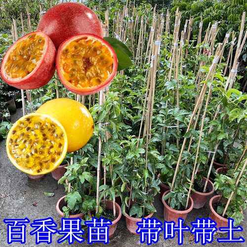 百香果苗当年结果爬藤盆栽鸡蛋果苗满天星百香果树水果苗四季种植 - 图2