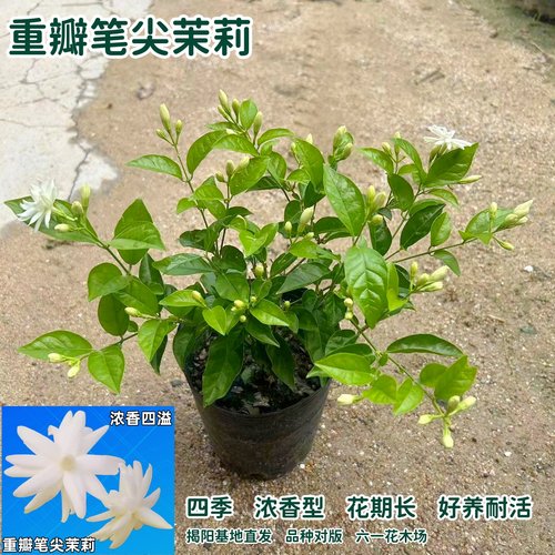 重瓣笔尖茉莉花苗 浓香茉莉盆栽 当年开花不断室内外庭院木本花卉 - 图2