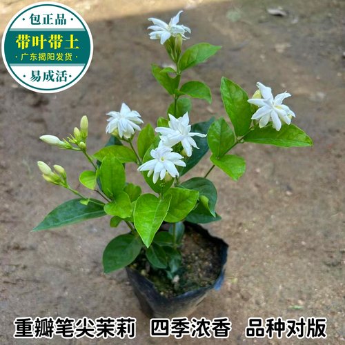 重瓣笔尖茉莉花苗 浓香茉莉盆栽 当年开花不断室内外庭院木本花卉 - 图0