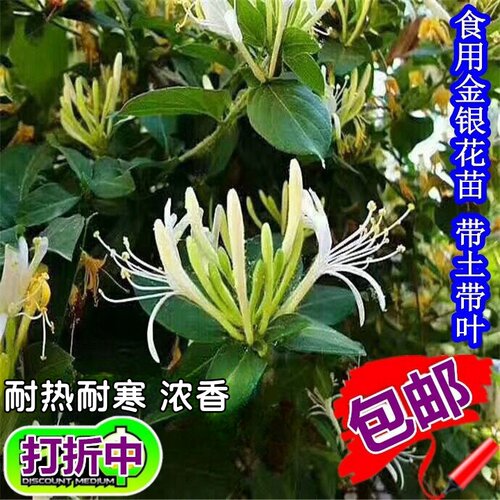 金银花苗耐热耐寒植物鸳鸯藤树苗爬藤攀援花卉浓香金银花盆栽食用 - 图2