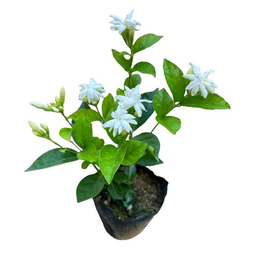 重瓣笔尖茉莉花苗 浓香茉莉盆栽 当年开花不断室内外庭院木本花卉 - 图3