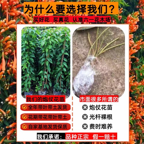炮仗花苗 爬藤植物 鞭炮花 四季可种阳台庭院垂吊攀援花卉 藤本花 - 图1