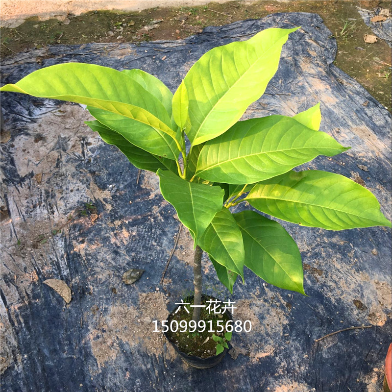 白兰花树苗嫁接玉兰花苗黄角兰阳台盆栽四季花卉浓香花苗当年开花-图0