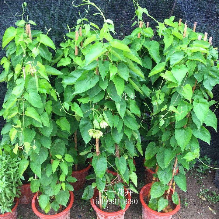 食用夜香花夜兰香苗藤本夜来香花菜千里香夜兰花驱蚊植物盆栽_虎窝淘