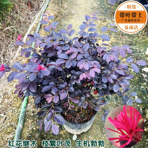 红继木苗绿化花苗红花檵木苗耐晒耐寒植物开花四季常青红桎木树苗 - 图0
