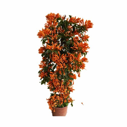 炮仗花苗 爬藤植物 鞭炮花 四季可种阳台庭院垂吊攀援花卉 藤本花 - 图3