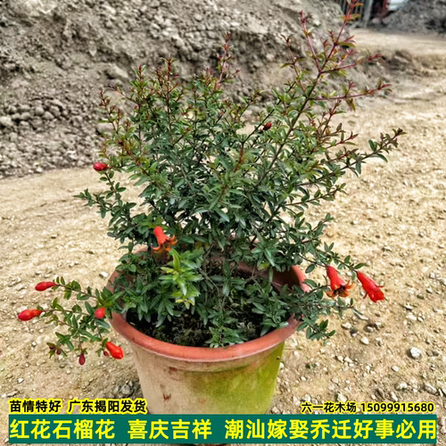 石榴花盆栽 潮汕红花苗 石榴花苗 喜庆吉祥花苗庭院阳台盆栽绿植 - 图1
