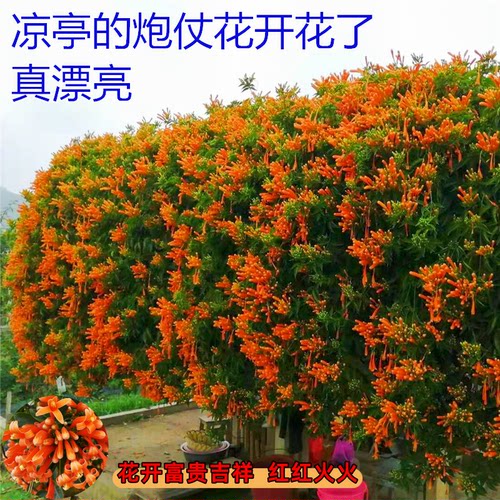 炮仗花苗 爬藤植物 鞭炮花 四季可种阳台庭院垂吊攀援花卉 藤本花 - 图2