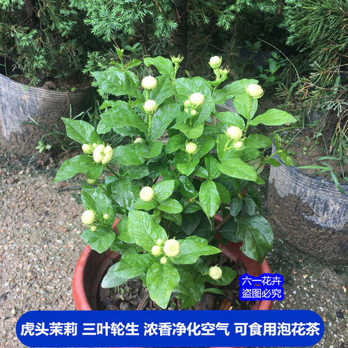 虎头茉莉花 超重瓣四季常青浓香盆栽 大花茉莉多年生植物开花不断 - 图0
