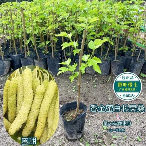 正宗四季台湾长果桑苗带果嫁接桑葚树苗无籽黑桑果树桑葚当年结果 - 图0