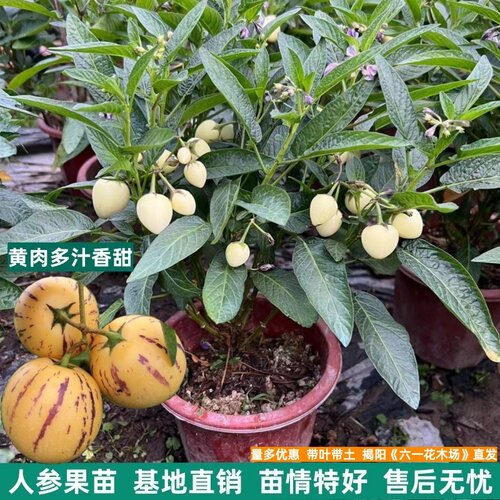 当年结果人参果盆栽四季人生果树苗仙桃苗食用长寿果苗正宗水果苗 - 图2