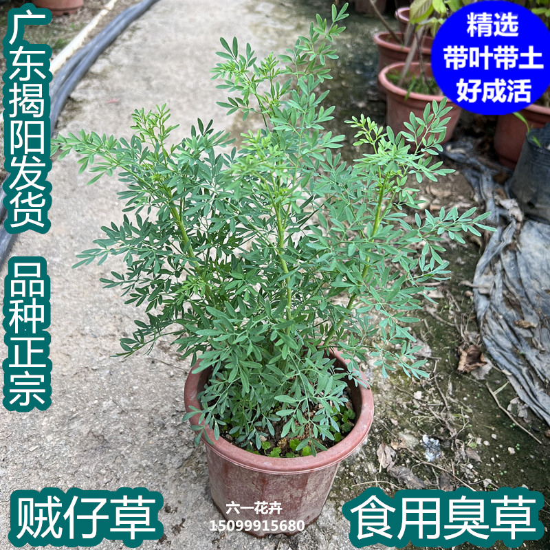 贼仔草中药材芸香草香艾盆栽臭草散瘀止血扒龟草香茅筋骨草-图0