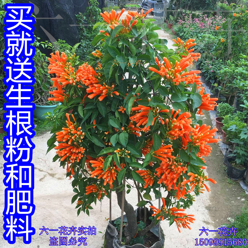 炮仗花苗爬藤植物鞭炮花四季可种阳台庭院垂吊攀援花卉藤本花-图2