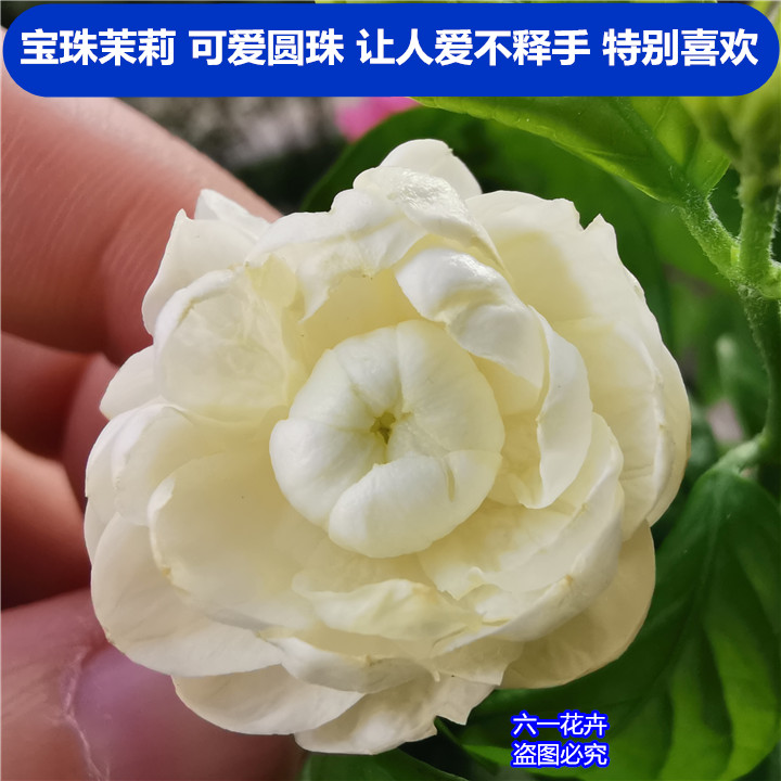 宝珠茉莉超重瓣圆叶茉莉花盆栽四季浓香花卉虎头茉莉宝珠小荷花-图0