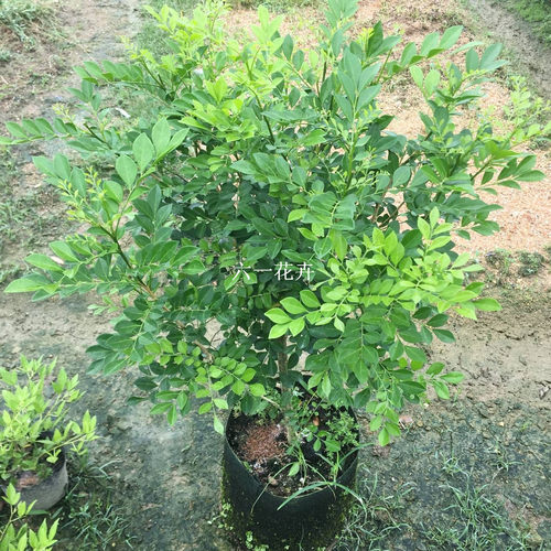 九里香花苗 千里香 七里香苗 驱蚊植物 浓香绿植易活好养植物盆栽 - 图2