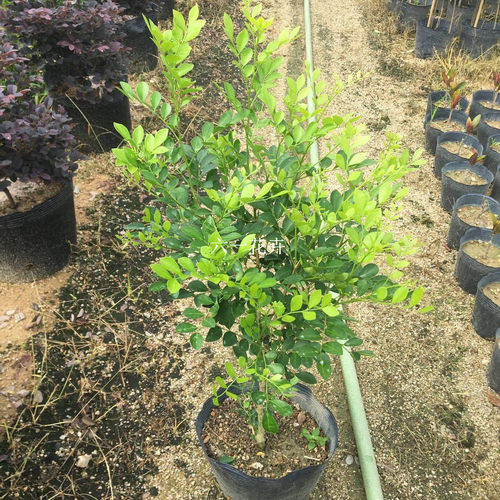 九里香花苗 千里香 七里香苗 驱蚊植物 浓香绿植易活好养植物盆栽 - 图1