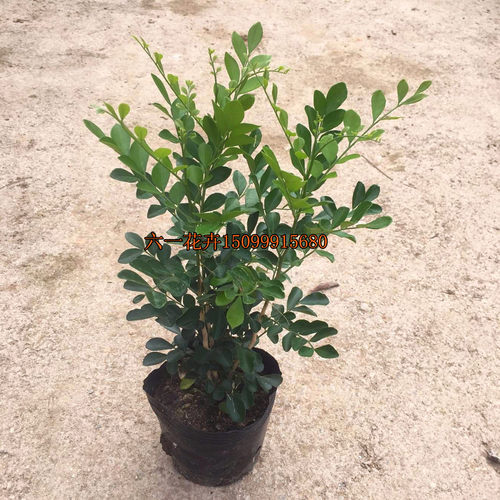 九里香花苗 千里香 七里香苗 驱蚊植物 浓香绿植易活好养植物盆栽 - 图0