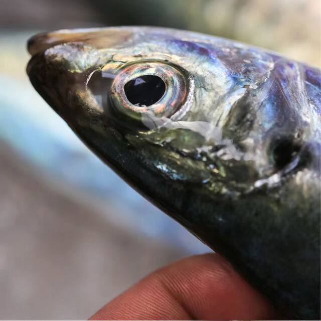 Chaoshan Balang fish, fresh deep-sea caught blue round trevally, seafood, aquatic products, horse mackerel, spiny fish, pond fish, stick fish, sea fish