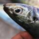 Chaoshan Balang fish, fresh deep-sea caught blue round trevally, seafood, aquatic products, horse mackerel, spiny fish, pond fish, stick fish, sea fish
