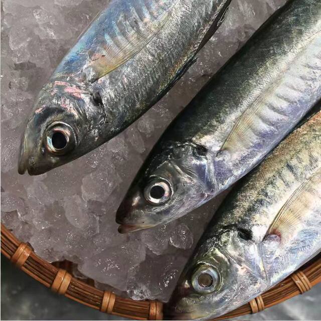 Chaoshan Balang fish, fresh deep-sea caught blue round trevally, seafood, aquatic products, horse mackerel, spiny fish, pond fish, stick fish, sea fish