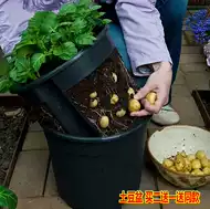 种番薯盆栽 新人首单立减十元 21年7月 淘宝海外