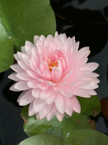 香水莲 粉蓬蓬 莲花种茎进口睡莲根块水生植物花卉庭院别墅水池 - 图0