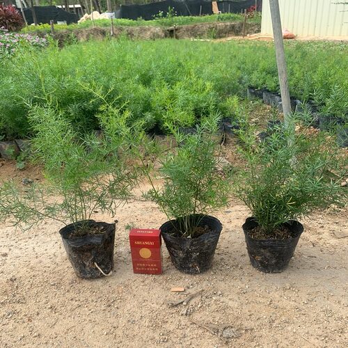 花卉天门冬苗中草药苗武竹天冬盆栽观叶常青室内垂吊耐阴植物 - 图2