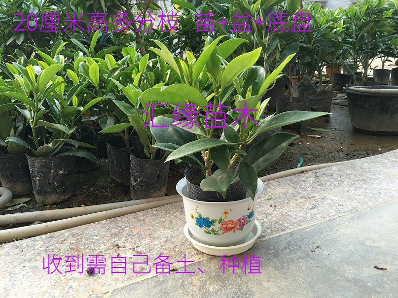 热销花卉非洲茉莉苗四季常绿庭院阳台室内盆栽大型绿植原土发货