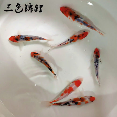 纯种日本锦鲤活体鱼邱翠锦鲤观赏鱼红白锦鲤锦鲤鱼苗淡水鱼冷水鱼 - 图2