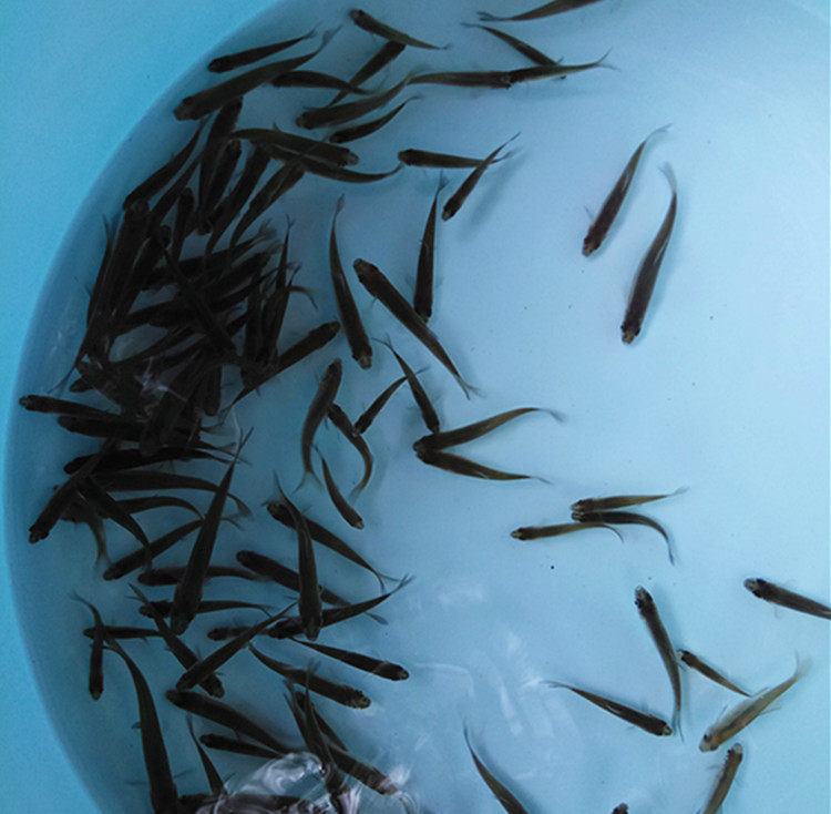 活体饲料鱼麦穗鱼小鱼苗喂龙鱼罗汉鳄龟开口饲料鱼淡水鱼苗包邮