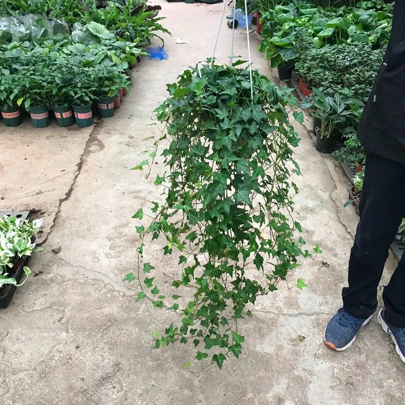 常春藤盆栽植物室内垂吊长春藤吸甲醛四季爬藤常青藤包邮_虎窝淘